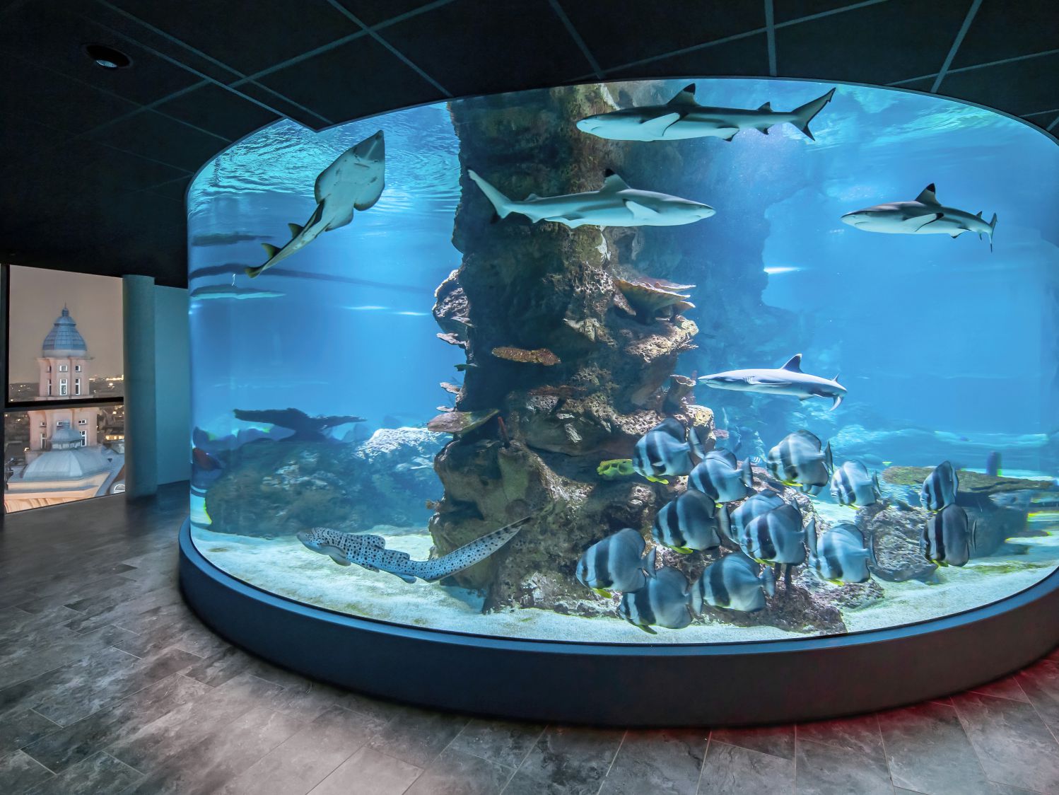 Aquarium mit Haien und Fischen mit Aussicht auf Wien
