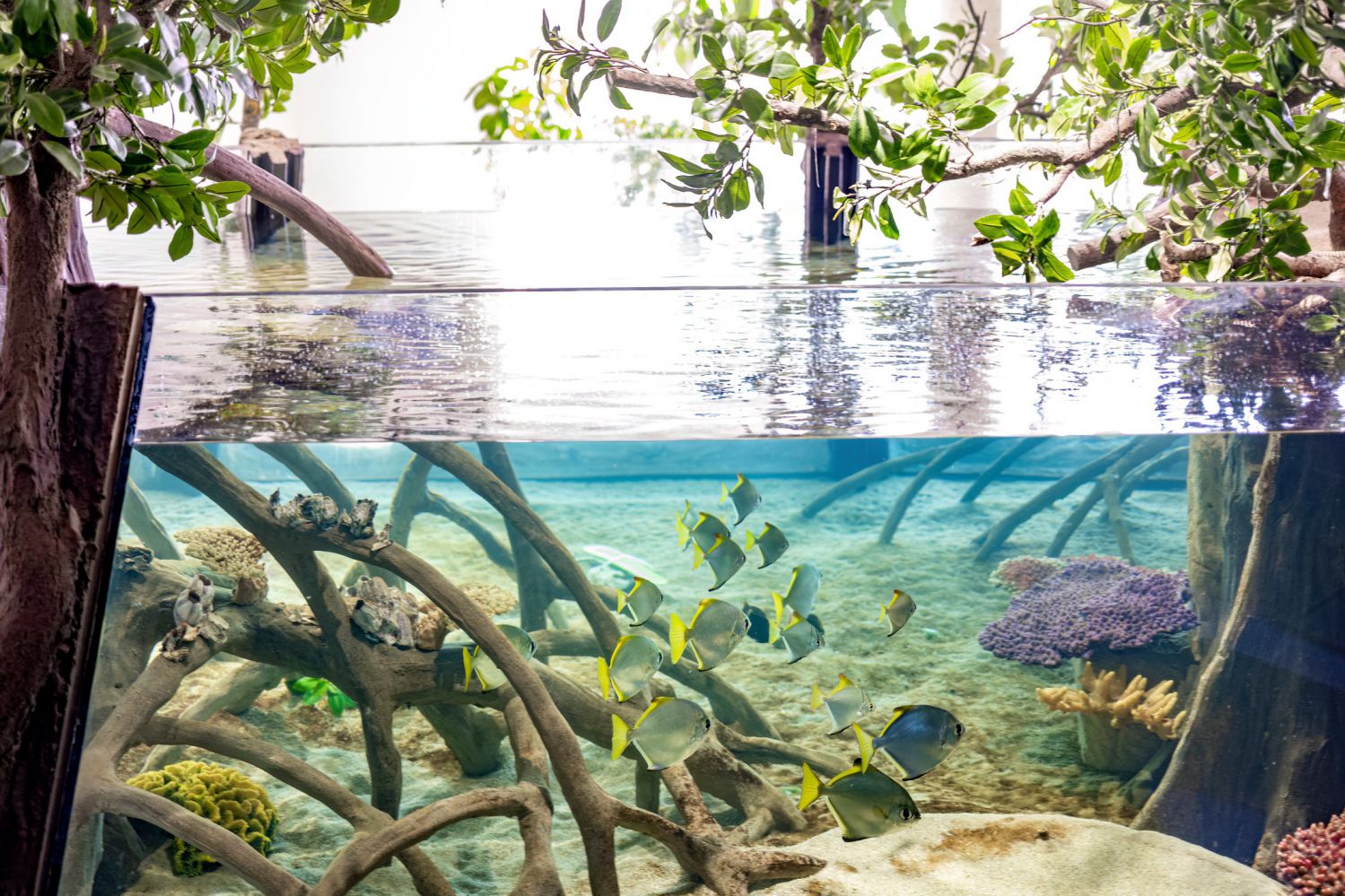 Großes Mangrovenaquarium: Inhalt 35.000 Liter