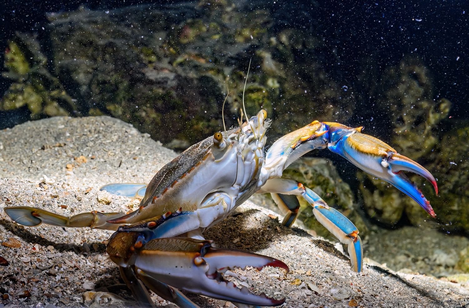 Blaukrabben, eine invasive Art, die eigentlich aus