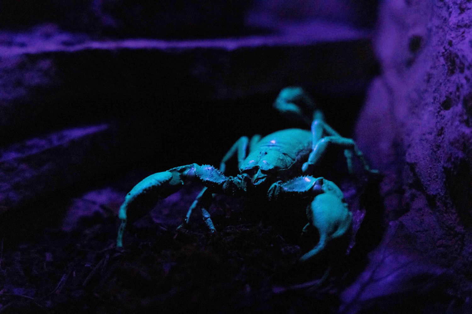 Gruseliges Leuchten: Fluoreszierende Skorpione im Haus des Meeres!