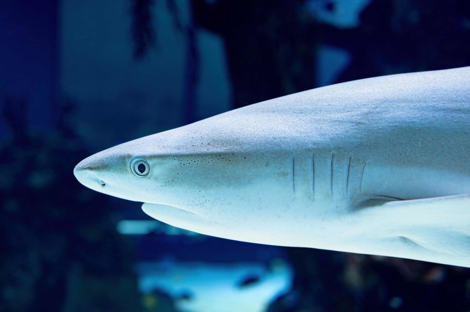 Am 14. Juli ist Shark Awareness Day! 