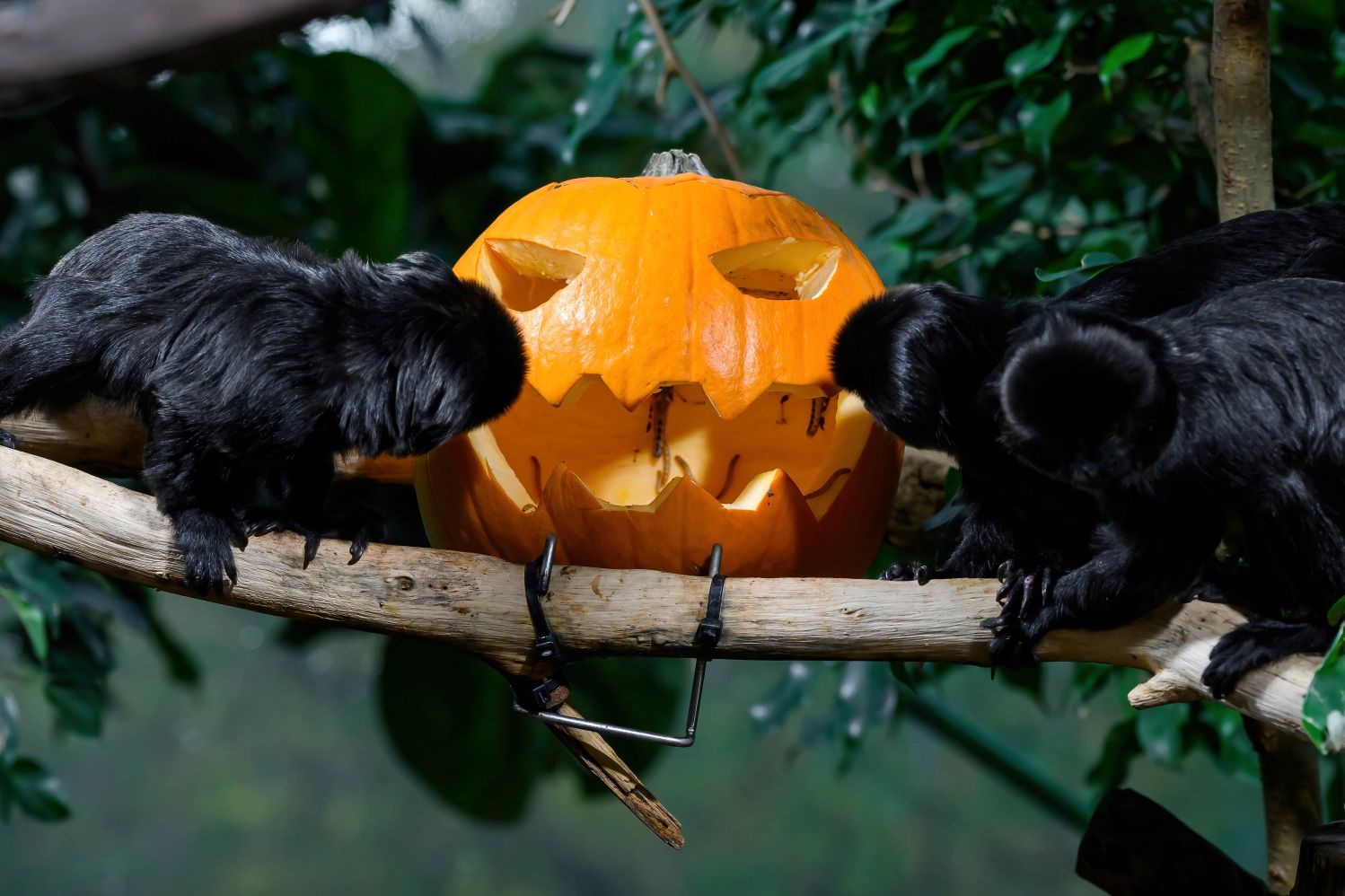 „Zu Halloween zählen nicht die Kalorien, sonder