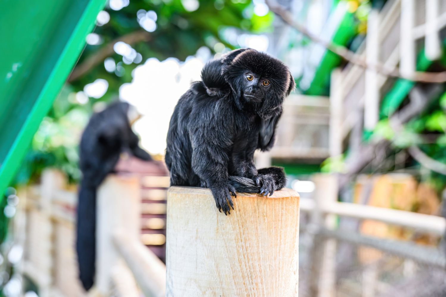 Seltener Nachwuchs: Haus des Meeres freut sich über Baby-Springtamarin!