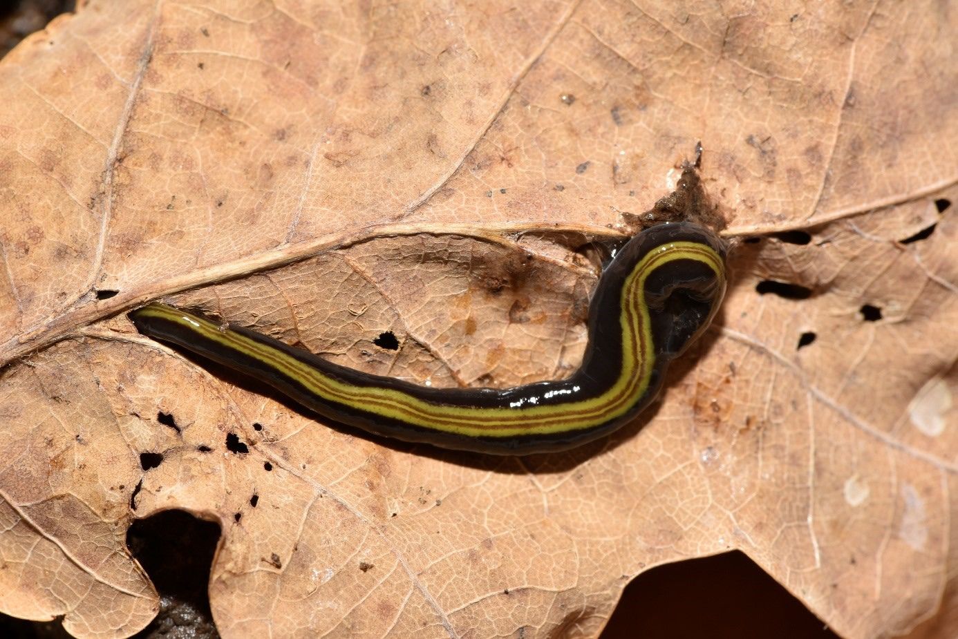 Foto ©Kathrin Glaw. Landplanarien beeindrucken au