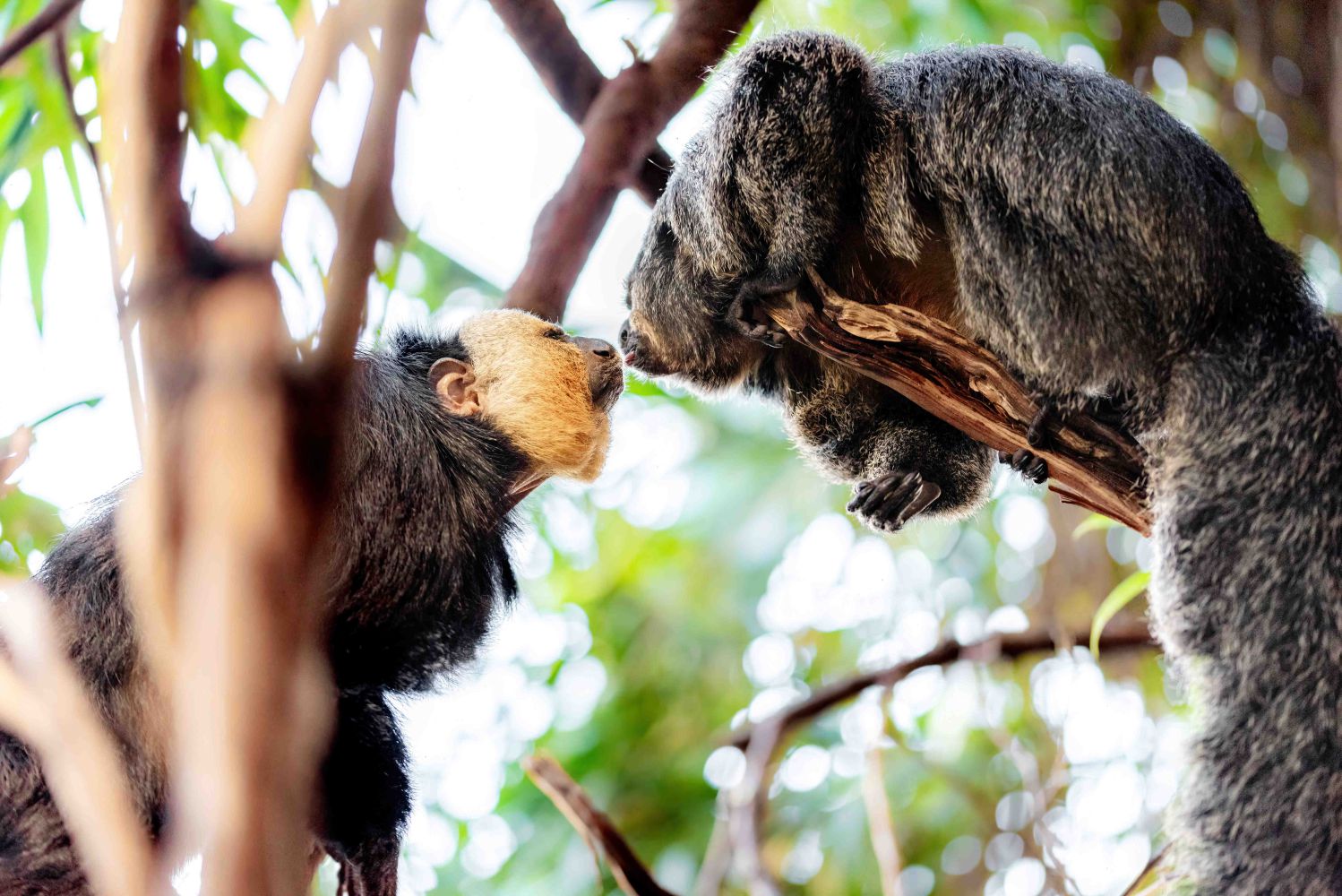 Ein tierischer Valentinstag im Haus des Meeres