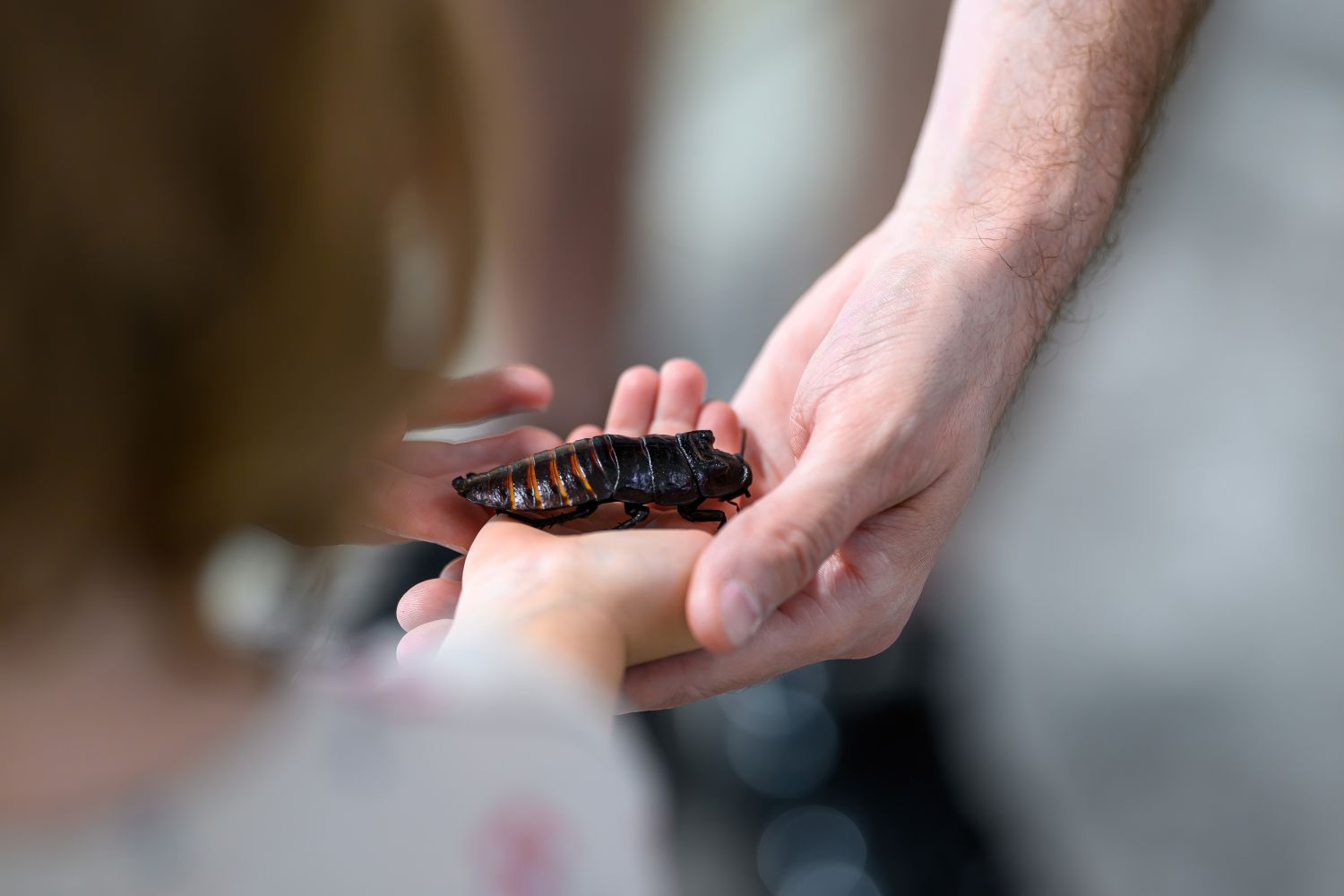 Child holds insect in hand