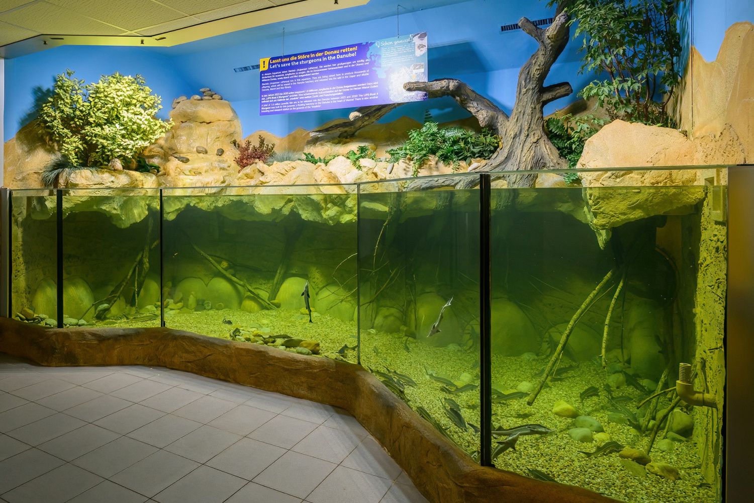 Taucher schwimmt mit Meeresschildkröte Puppi