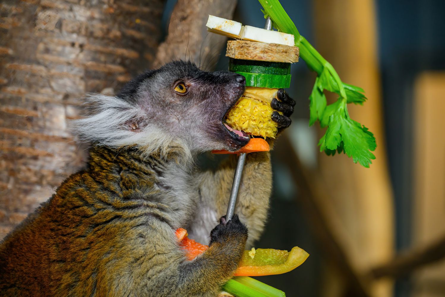 Lemur beim Fressen